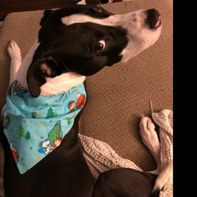 Snoopy Halloween Dog Bandana Over the Collar dog bandana Dog collar bandana Petcollarshandmade